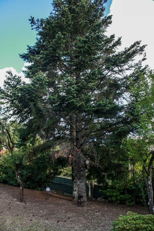 Quinta Das Rossadas Cinfães Exterior foto